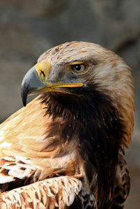 ImperialIberianEagle