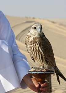 Falco_cherrug_Qatar