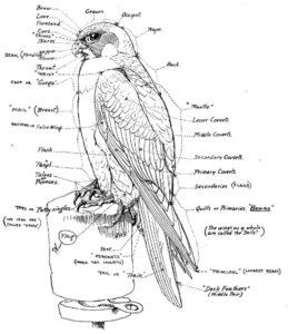 Falconchart