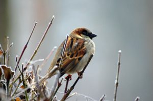 sparrow-50346_1280