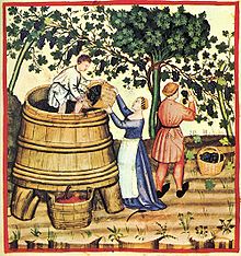 grapeharvest