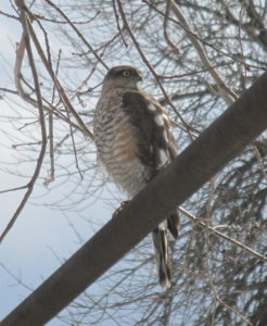 eurasian_sparrowhawk